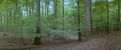 Serrahn Waldbilder