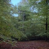 Nationalpark Kellerwald-Edersee