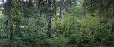 Eifel Waldbilder