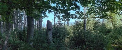 Bayerischer Wald Waldbilder