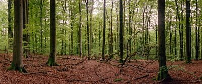Steigerwald Waldbilder