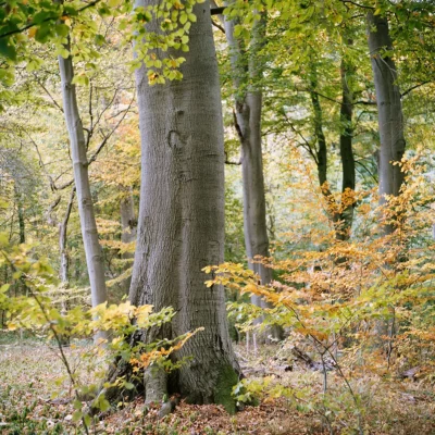 Poster Baum Buche im Buchenwald Fauler Ort im Melzower Forst