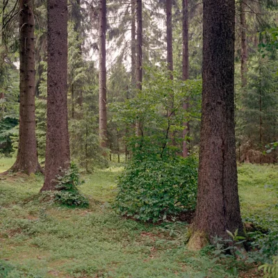 Poster Fichten im Thüringer Wald