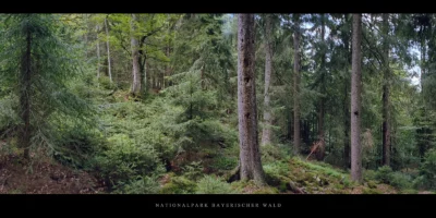 Poster Bergfichtenwald im Nationalpark und Mittelgebirge Bayerischer Wald