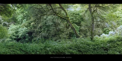 Poster Laubwald an der Urft im Nationalpark und Mittelgebirge Eifel