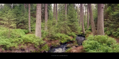 Poster Nadelwald mit Bachlauf im Fichtelgebirge