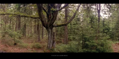 Poster Nadelwald mit alter Buche im Fichtelgebirge