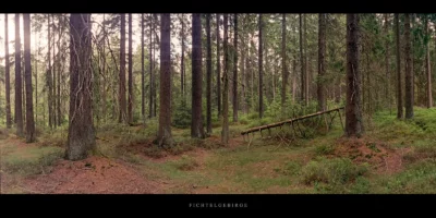 Poster Nadelwald im Fichtelgebirge