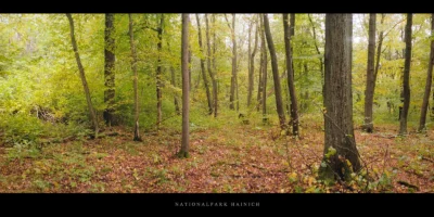Poster Herbst im Nationalpark und Buchenwald Hainich in Thüringen