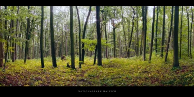 Poster Herbst im Nationalpark und Buchenwald Hainich in Thüringen