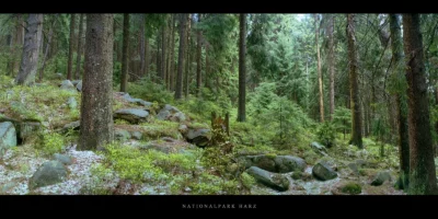 Poster Nadelwald im Nationalpark und Mittelgebirge Harz