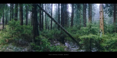 Poster Nadelwald im Nationalpark und Mittelgebirge Harz