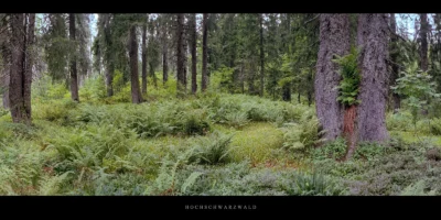 Poster Nadelwald und Farne im Hochschwarzwald, gelegen im Süden des Schwarzwalds