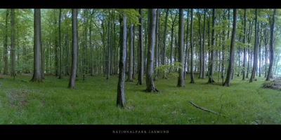 Poster Buchen im Buchenwald und Nationalpark Jasmund auf Rügen