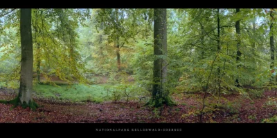Poster Buchenwald mit Buchen im Nationalpark Kellerwald-Edersee im Herbst