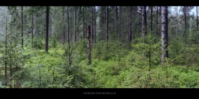 Poster Wald und Hochmoor mit Fichten und Tannen am Karsee Schurmsee im Schwarzwald