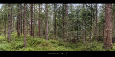 Poster Wald mit Fichten und Tannen am Karsee Schurmsee im Schwarzwald