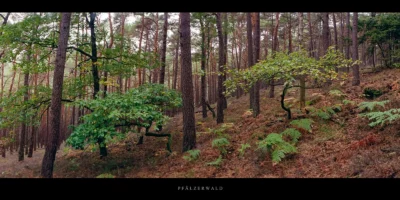 Poster Kiefernwald im Pfälzerwald