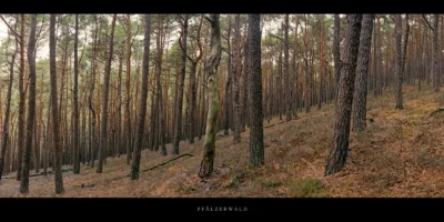 Poster Kiefernwald im Pfälzerwald