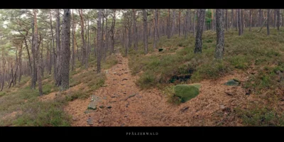 Poster Kiefernwald mit Wanderweg im Pfälzerwald