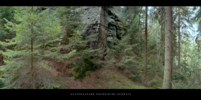 Poster Nadelwald im Nationalpark Sächsische Schweiz im Elbsandsteingebirge