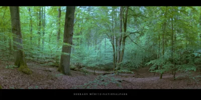 Poster Buchen im Buchenwald und Weltnaturerbe Serrahn im Müritz Nationalpark