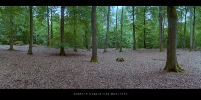 Poster Buchen im Buchenwald und Weltnaturerbe Serrahn im Müritz Nationalpark