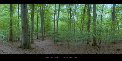 Poster Buchen im Buchenwald und Weltnaturerbe Serrahn im Müritz Nationalpark