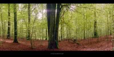 Poster Buchenwald im Steigerwald