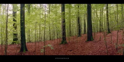 Poster Buchenwald im Steigerwald