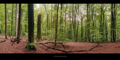 Poster Buchenwald im Steigerwald