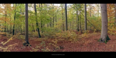 Poster Herbst im Buchenwald Steigerwald