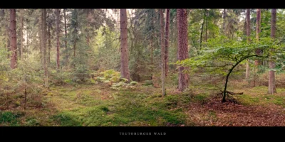 Poster Lichtung mit Buche und Farnen im Nadelwald Teutoburger Wald
