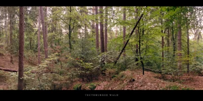 Poster Mischwald mit Buchen und Fichten im Teutoburger Wald