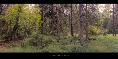 Poster Lichtung mit Mischwald im Teutoburger Wald
