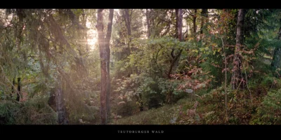 Poster Mischwald im Sonnenuntergang im Teutoburger Wald