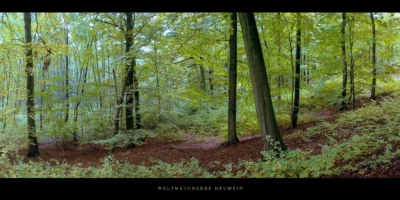 Poster Buchen im Weltnaturerbe Buchenwald Grumsin