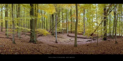 Poster Herbst im Buchenwald Grumsin
