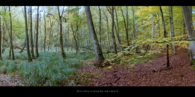 Poster Erlenbruch mit Flattergras im Weltnaturerbe Buchenwald Grumsin