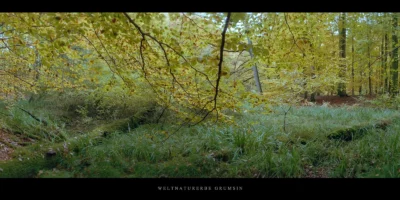Poster Buchen mit Flattergras im Weltnaturerbe Buchenwald Grumsin