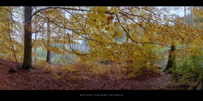 Poster Buchen im Weltnaturerbe Buchenwald Grumsin
